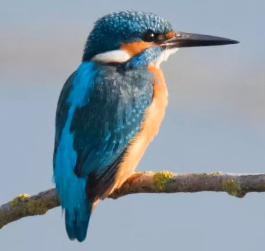Vogel des Jahres